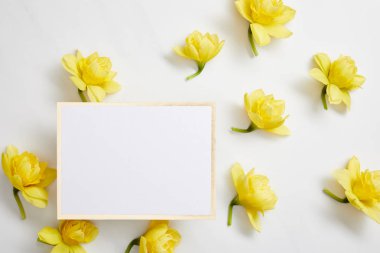 top view of yellow narcissus flowers and white empty card on white background  clipart