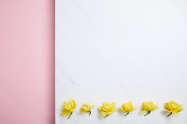 flat lay of yellow narcissus flowers arranged in horizontal line on divided pink and white background 