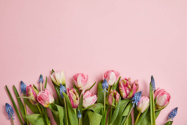 top view of fresh pink tulips and grape hyacinths arranged on pink background