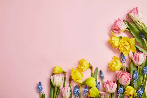 新鮮なピンクのチューリップ ヒヤシンスの青および黄色いスイセンの花のピンクの背景の平面図 — ストック写真