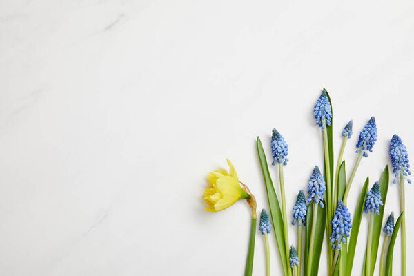 top view of fresh yellow narcissus and blue hyacinths on white background with copy space