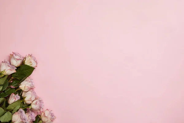 top view of beautiful pink roses with green leaves on pink background with copy space