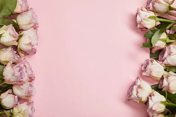Draufsicht Auf Schöne Rosa Rosen Mit Grünen Blättern Die Senkrecht — Stockfoto
