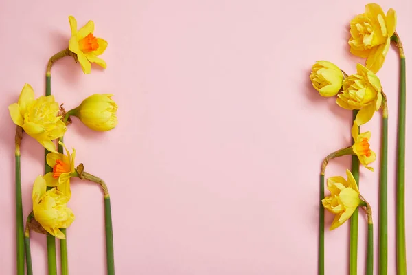 Bovenaanzicht Van Mooie Gele Narcissen Roze Achtergrond Met Kopie Ruimte — Stockfoto