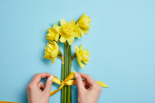 cropped view of woman tying bouquet of yellow narcissus flowers with yellow ribbon on blue 