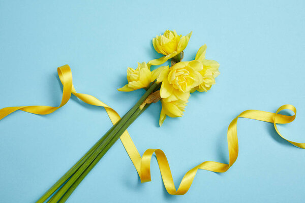 top view of beautiful yellow daffodils and yellow satin ribbon on blue 