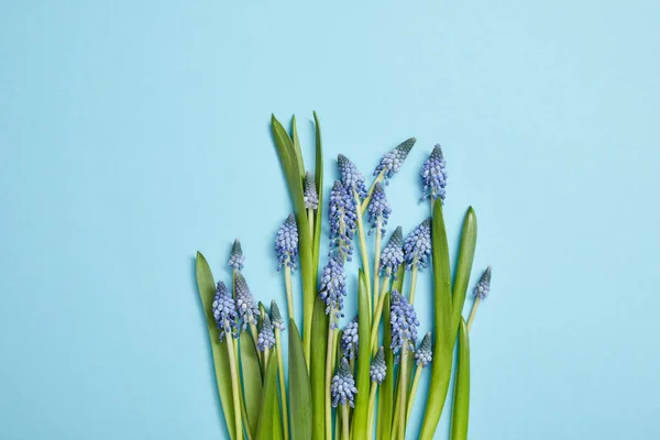 Draufsicht Auf Schöne Blaue Hyazinthen Mit Grünen Blättern Auf Blauem — Stockfoto