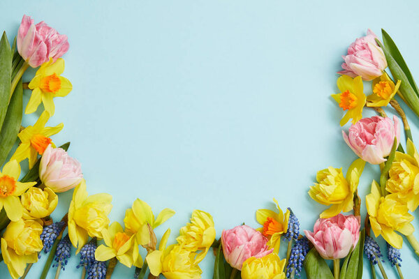 top view of pink tulips, yellow daffodils, blue hyacinths on blue background with copy space
