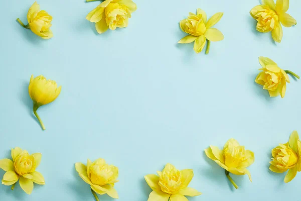 Draufsicht Auf Gelbe Narzissenblüten Auf Blauem Hintergrund Mit Kopierraum — Stockfoto