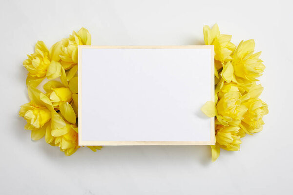 top view of white empty card with yellow narcissus flowers on white background 
