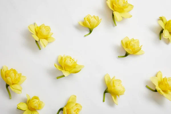 Vista Superior Flores Narcisas Amarillas Sobre Blanco — Foto de Stock
