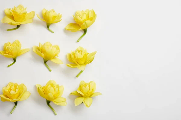 Plochý Ležel Žlutý Narcis Květy Bílém Pozadí — Stock fotografie