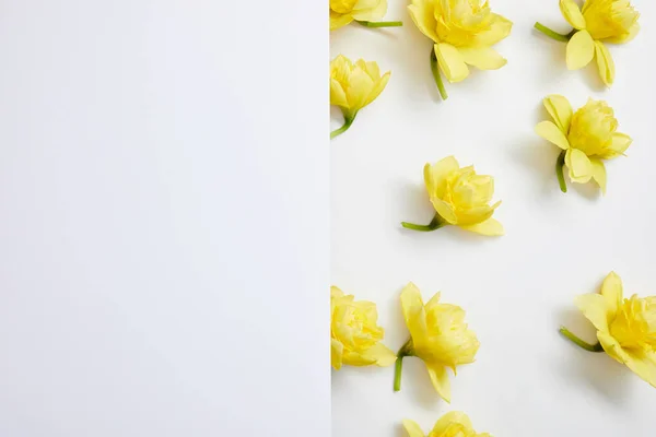 Bölünmüş Zemin Üzerine Sarı Nergis Çiçek Üstten Görünüm — Stok fotoğraf