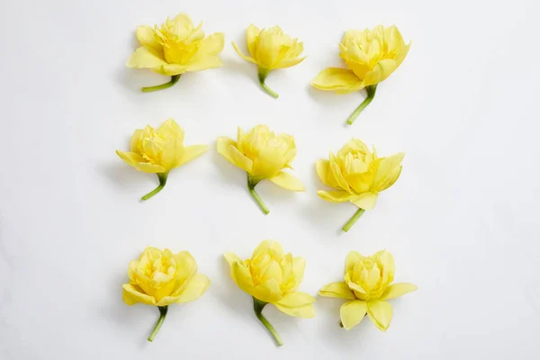 Leigos Planos Flores Narciso Amarelo Dispostos Quadrado Sobre Branco — Fotografia de Stock