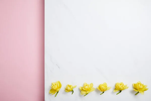 在分开的粉红色和白色背景的水平线排列的黄色水仙花的平的放置 — 图库照片