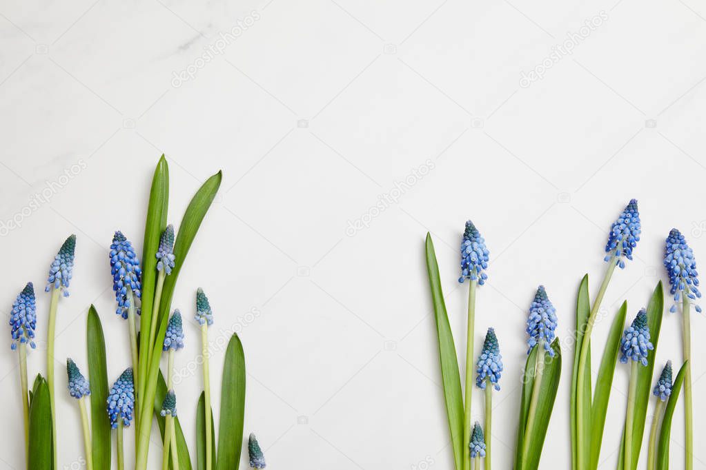 top view of beautiful blue hyacinths with green leaves on pink background
