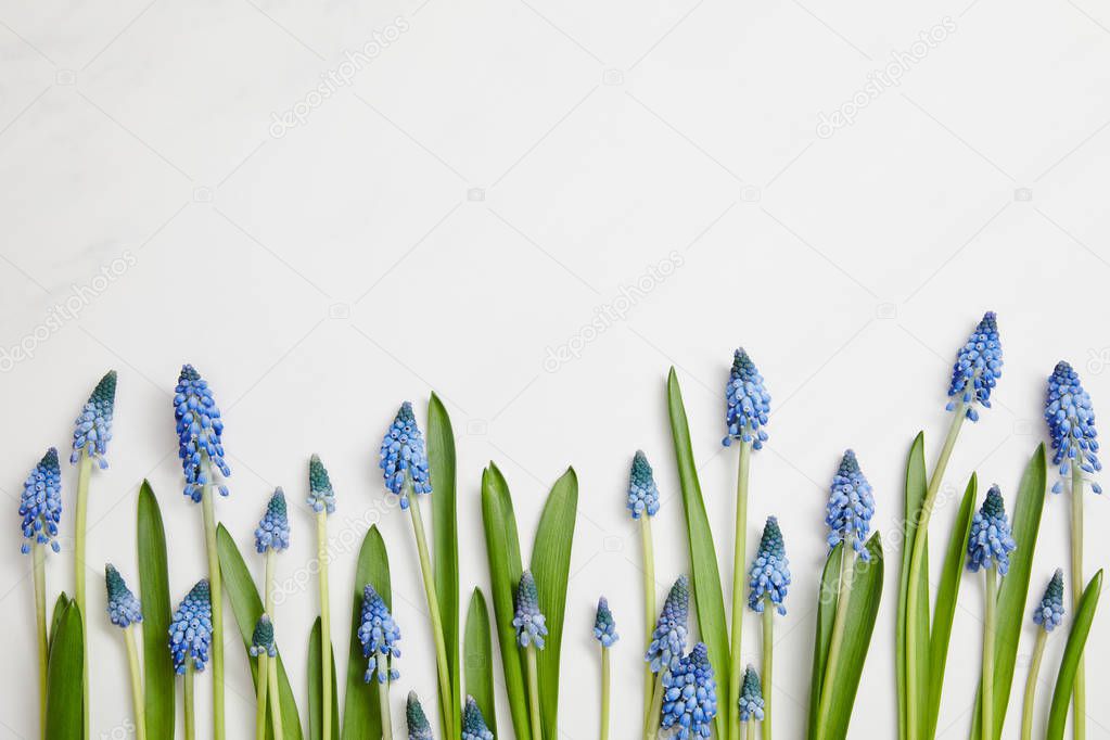 top view of blue fresh hyacinths arranged in horizontal line on pink background