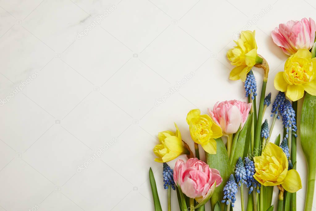 top view of beautiful pink tulips, blue hyacinths and yellow daffodils on white background 