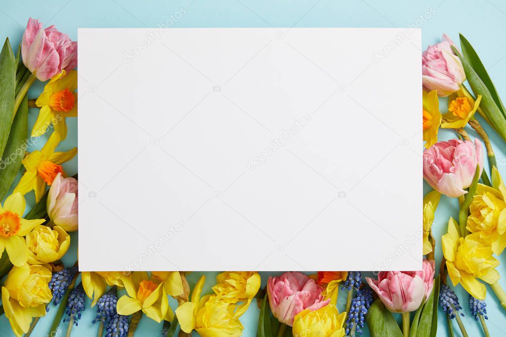 top view of empty white blank surrounded by pink tulips, yellow daffodils and blue hyacinths  on blue background