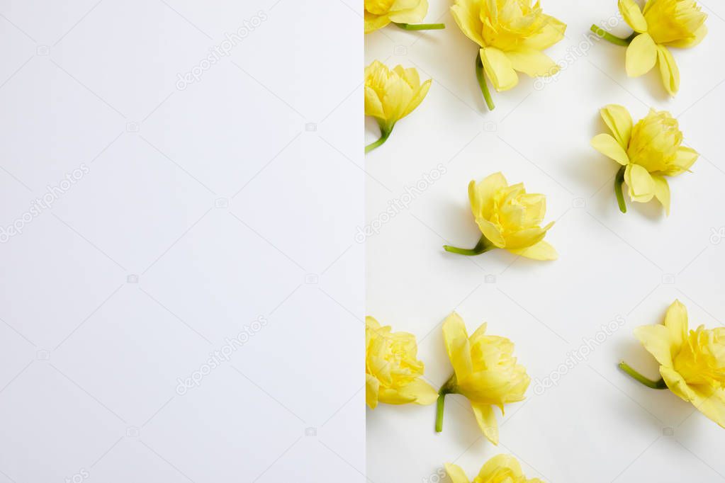 top view of yellow narcissus flowers on divided background 