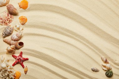 top view of seashells, red starfish and corals on sandy beach  clipart