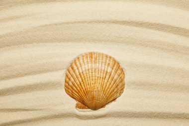 Yaz aylarında eğrisi kumlu plaj Orange Seashell 