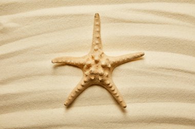 yellow starfish on golden sandy beach in summertime  clipart
