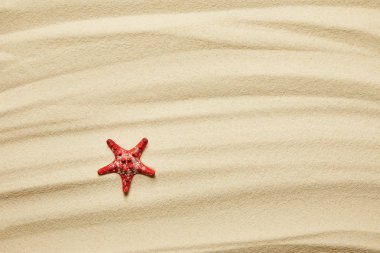 Yaz aylarında altın kumlu plajda kırmızı yıldız balığı 