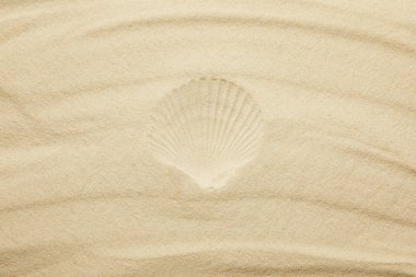Yaz aylarında deniz kabuğu baskısı ile kumlu plajın üst görünümü 