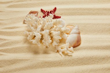 Yaz aylarında kumlu plajda deniz kabukları ve yıldız balığı yakın beyaz mercan 