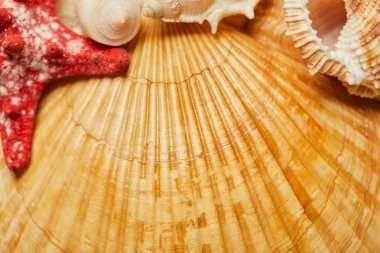 selective focus of orange seashells near red starfish in summertime  clipart