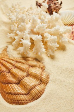 selective focus of seashell near white coral on beach in summertime  clipart