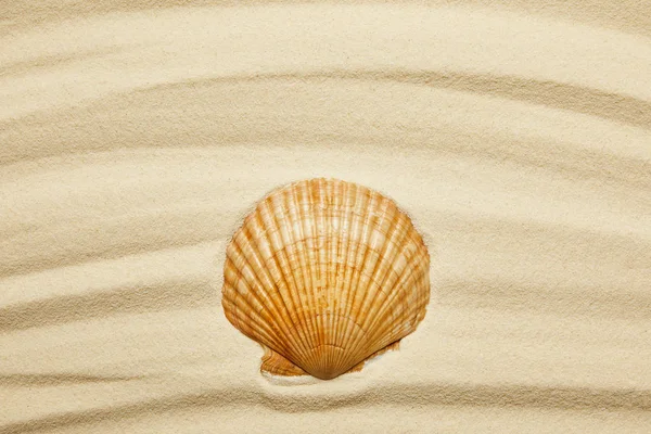夏季在弯曲的沙滩上的橙色贝壳 — 图库照片