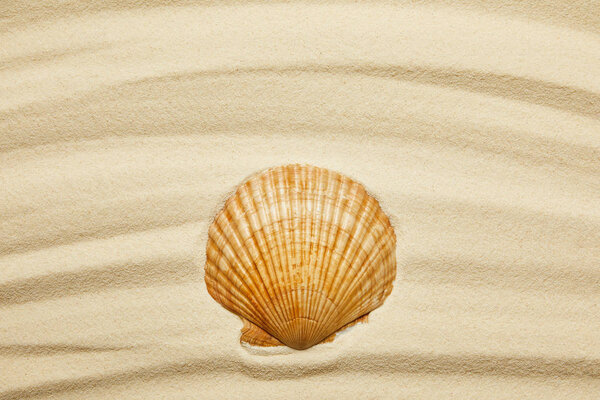 orange seashell on curve sandy beach in summertime 