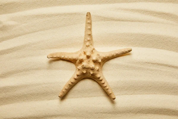 Žlutá Hvězdnice Zlaté Písečné Pláži Létě — Stock fotografie