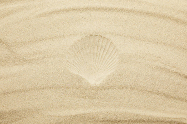 top view of sandy beach with seashell print in summertime 