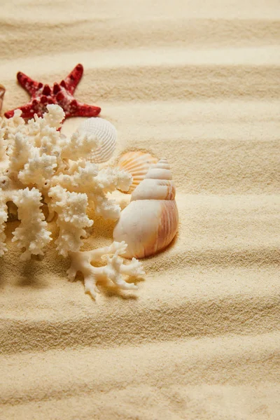 Seashells White Coral Starfish Sandy Beach Summertime — Stock Photo, Image