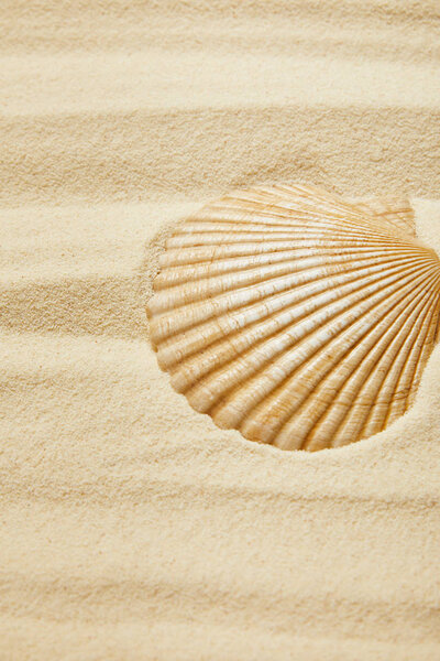selective focus of seashell on sandy beach in summertime 