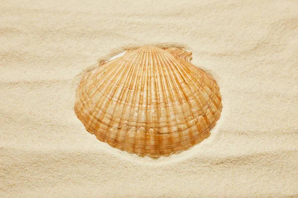 Yaz Aylarında Altın Kum Ile Plajda Turuncu Seashell — Stok fotoğraf