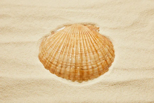 Conchiglia Arancione Sulla Spiaggia Con Sabbia Dorata Estate — Foto Stock