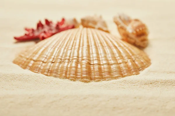 夏季橙色贝壳在海滩上的选择性焦点 — 图库照片