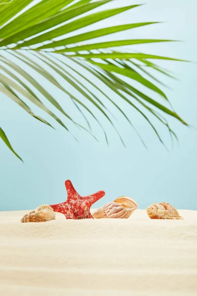 Selective Focus Red Starfish Seashells Sand Green Palm Leaf Blue — Stock Photo, Image