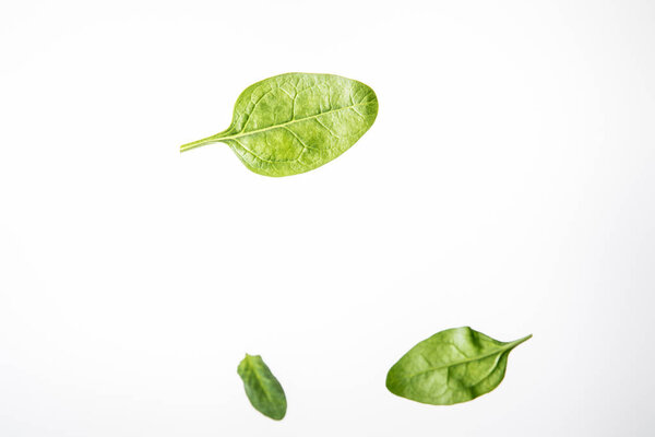 fresh green spinach leaves on grey background with copy space
