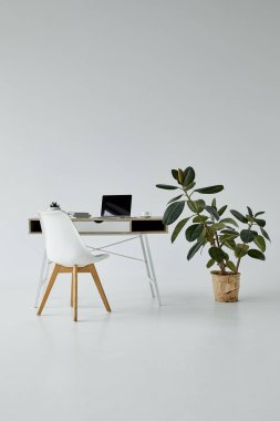 dizüstü bilgisayar ile ofis masası, beyaz sandalye ve gri arka plan üzerinde saksı Ficus