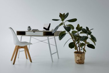 yeşil Ficus saksı, beyaz sandalye ve gri dizüstü bilgisayar ile masa