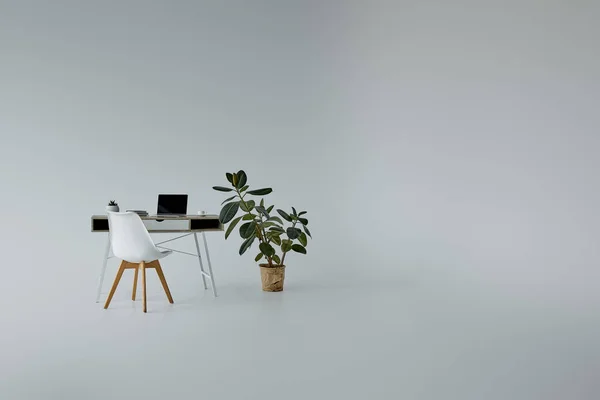 花盆里的绿色小说 桌子上有笔记本电脑 白色椅子在灰色的背景 — 图库照片