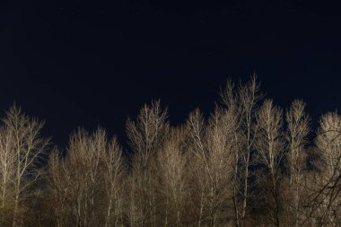 kuru dalları ve açık karanlık gece gökyüzü ile Treetops