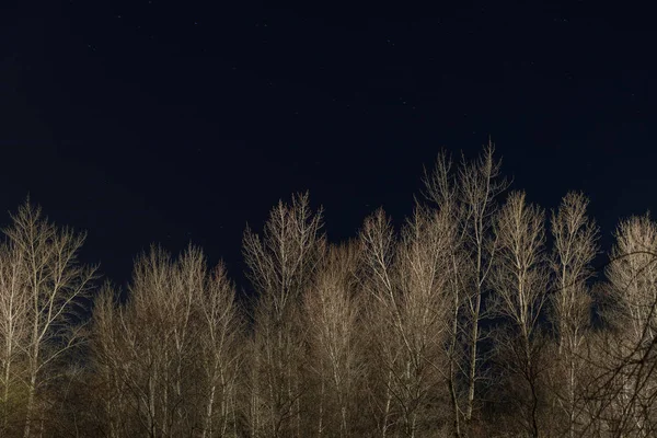 Treetops Suchych Oddziałów Jasne Ciemne Nocne Niebo — Zdjęcie stockowe