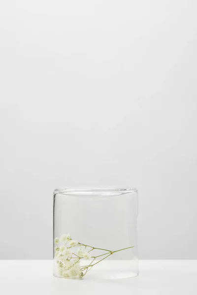 白色的野花分枝 在透明的玻璃上 与灰色隔离 — 图库照片
