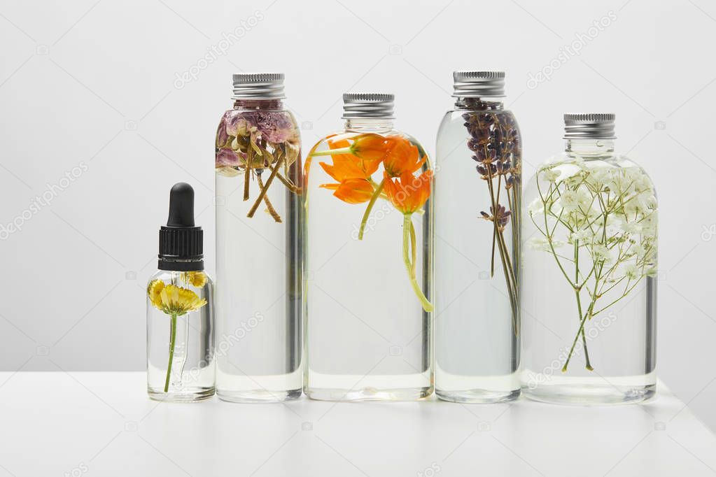 organic beauty products in transparent bottles with herbs and wildflowers arranged in row on white table isolated on grey 